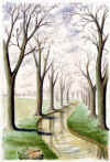 arbres
