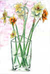jonquilles